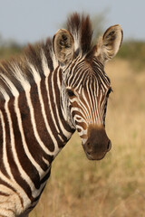 Steppenzebra / Burchell's zebra / Equus quagga burchellii.