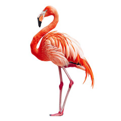 A beautiful flamingo with pink feathers