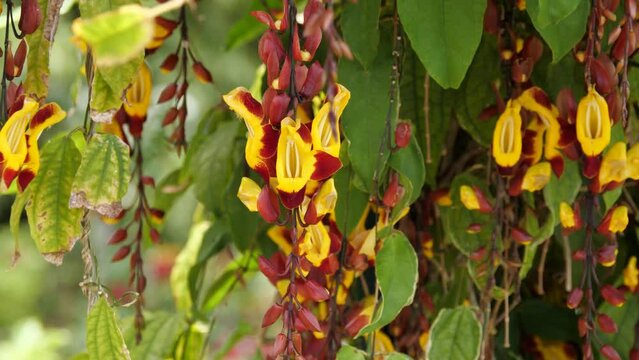 Closeup shot of Thunbergia mysorensis plants growth moving in the air
