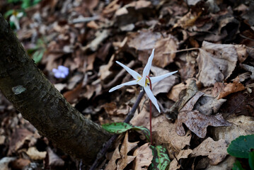 Erythronium dens-canis, the dog's tooth violet or dogtooth violet in Nera Beusnita National Park landscape