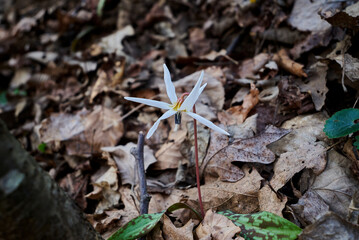 Erythronium dens-canis, the dog's tooth violet or dogtooth violet in Nera Beusnita National Park landscape