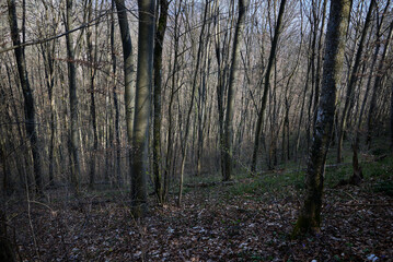 In the forest among tree trunks, lights and shadows
