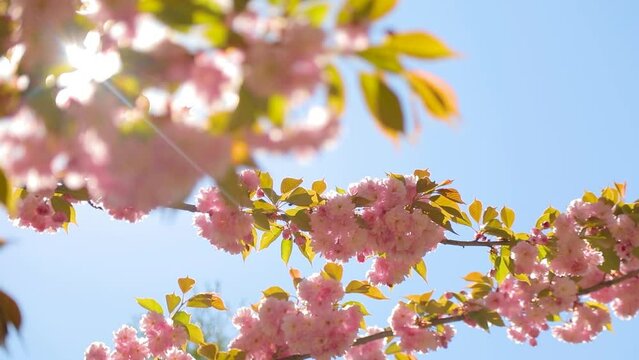 Sakura blossom, almond blossom. Pink bloom in spring. Pink flowers against the background of the sky and sun rays