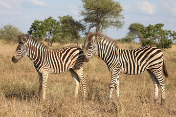 Steppenzebra / Burchell's zebra / Equus quagga burchellii.