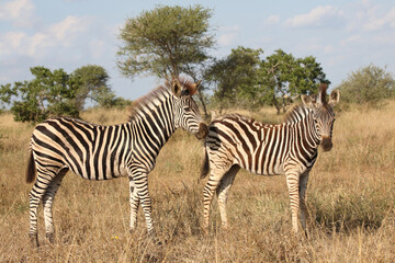 Steppenzebra / Burchell's zebra / Equus quagga burchellii.