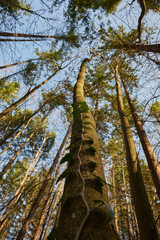 Fototapeta premium Ivy growing on the trunk of a tall tree. lights and shadows in the forest in Nera Beusnita National Park