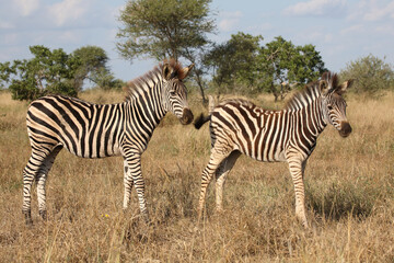 Steppenzebra / Burchell's zebra / Equus quagga burchellii.