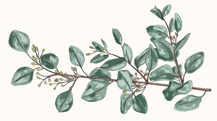 Eucalyptus branch with green leaves hand drawn on white