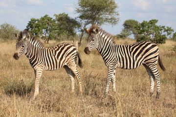 Steppenzebra / Burchell's zebra / Equus quagga burchellii.