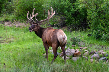 Majestic deer gracefully stands in a field beside a pile of rocks
