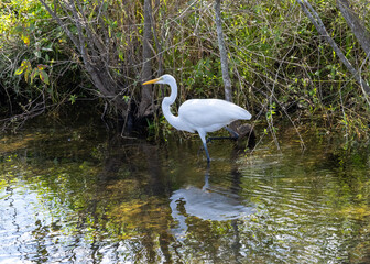 Beautiful white egret bird perched in a shallow lake