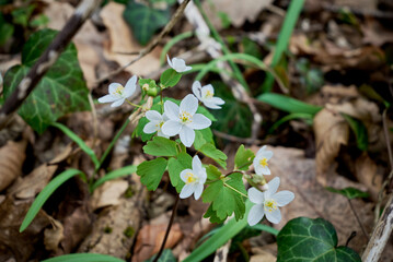 Isopyrum thalictroides in Nera Beusnita National Park