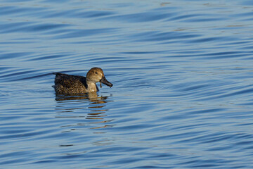 Black grouse in water surrounded by pebbles