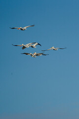 five birds flying across a clear blue sky, with one flying down