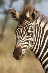 Steppenzebra / Burchell's zebra / Equus quagga burchellii.