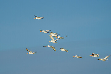 a flock of birds flying in formation on a blue sky