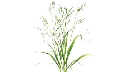 False oat-grass. Tall ornamental plant on thin stem white