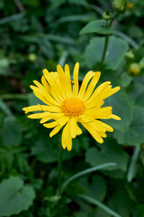 Doronicum orientale, the leopard's bane in Nera Beusnita National Park 