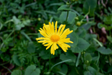 Doronicum orientale, the leopard's bane in Nera Beusnita National Park 