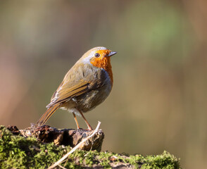 Small Robin bird perched on tree branch against blurred backdrop