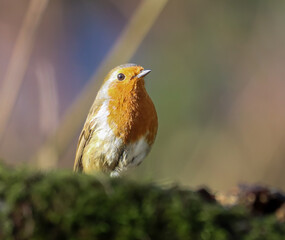 Small Robin bird perched on tree branch against blurred backdrop