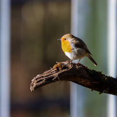 Small Robin bird perched on tree branch against blurred backdrop