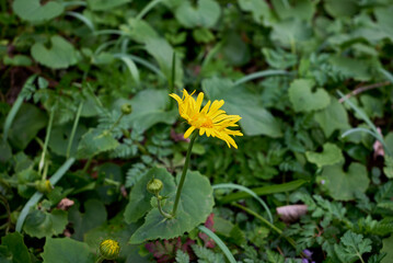 Doronicum orientale, the leopard's bane in Nera Beusnita National Park 