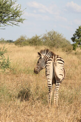 Steppenzebra / Burchell's zebra / Equus quagga burchellii.