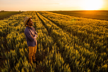 African farmer is standing in his growing wheat field. He is satisfied with progress of plants.