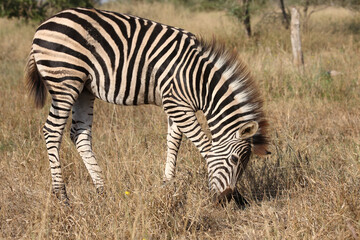 Steppenzebra / Burchell's zebra / Equus quagga burchellii.