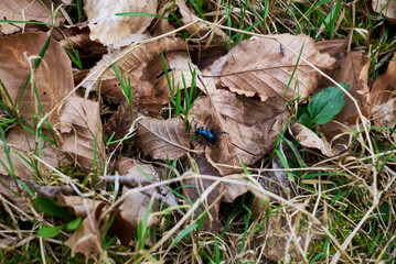 Meloe violaceus, the violet oil beetle on brown dry leaves