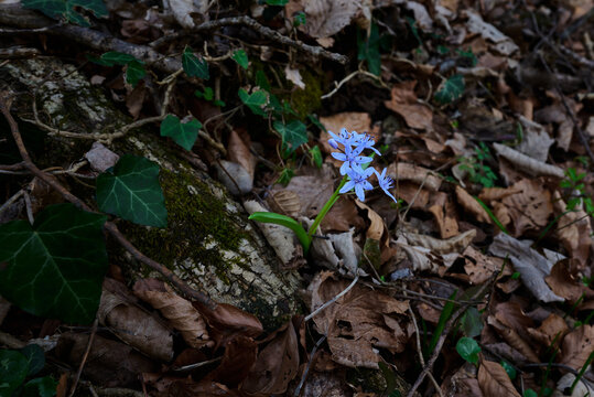 Scilla bifolia, the alpine squill or two-leaf squill in Nera Beusnita National Park