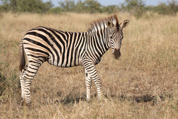Steppenzebra / Burchell's zebra / Equus quagga burchellii.