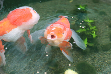 Goldfish swimming in aquarium fish pond close up
