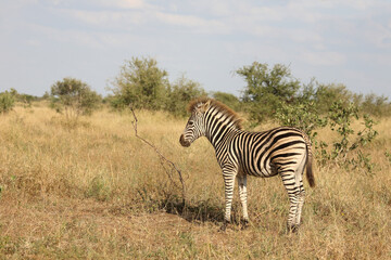 Obraz premium Steppenzebra / Burchell's zebra / Equus quagga burchellii.