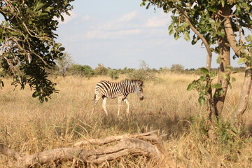 Obraz premium Steppenzebra / Burchell's zebra / Equus quagga burchellii.