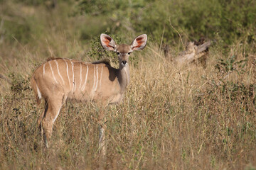Großer Kudu / Greater kudu / Tragelaphus strepsiceros.