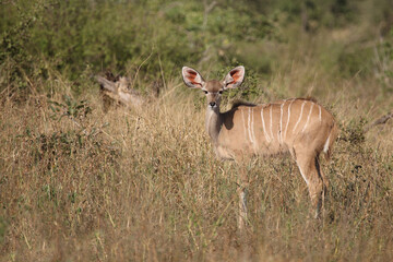 Großer Kudu / Greater kudu / Tragelaphus strepsiceros.