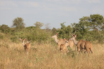 Großer Kudu / Greater kudu / Tragelaphus strepsiceros.