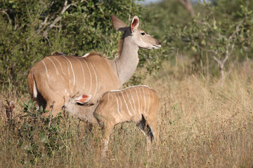 Großer Kudu / Greater kudu / Tragelaphus strepsiceros.