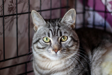 Felidae Carnivore cat with whiskers in a mesh cage looking at camera