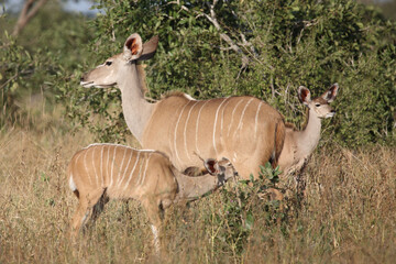 Großer Kudu / Greater kudu / Tragelaphus strepsiceros.