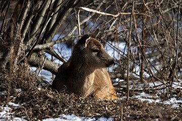 Deer resting peacefully among wintry foliage in a serene woodland setting