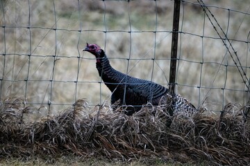 Turkey outdoors in fenced area, making eye contact with camera