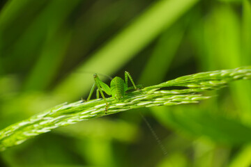 Macro shot of a green grasshopper