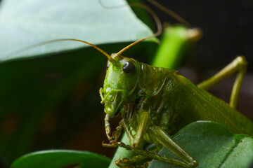 Macro shot of a green cricket between the leafs
