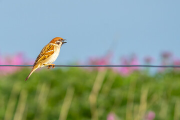 Sparrow on wire fence
