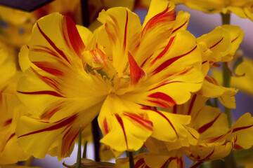 Naklejka premium Close-up fluffy red-yellow stripped tulips in city field. Bulbous field red yellow tulips bright flowers. Red yellow tulips with shallow depth field. Spring blurred background red yellow tulip field.
