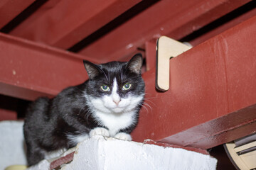 Felidae cat with black and white fur next to clock on ledge