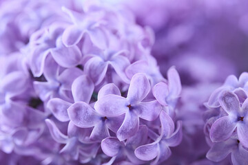 Close-up of Purple Lilac Blooms